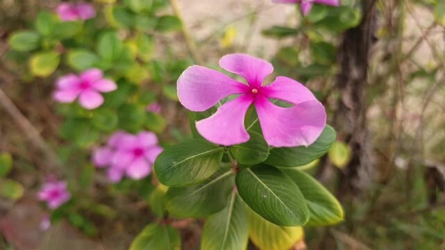 Pink periwinkle flowers blooming in a natural garden with soft daylight