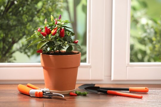 Potted chili pepper plant with ripening peppers and gardening tools on wooden table near window indoors. Space for text