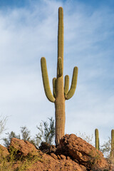 A single saguaro cactus and colorful boulders under a blue, cloudy sky. Sonoran Desert, Arizona, USA  © CaptureNature