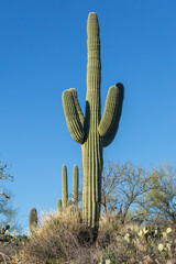 A large saguaro cactus in the Sonoran Desert under a clear blue sky. Arizona, USA. © CaptureNature