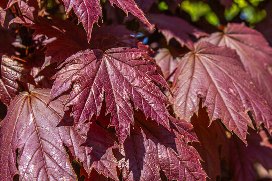 Red and burgundy maple leaves in autumn sunlight, colorful seasonal foliage with detailed leaf texture and natural botanical background