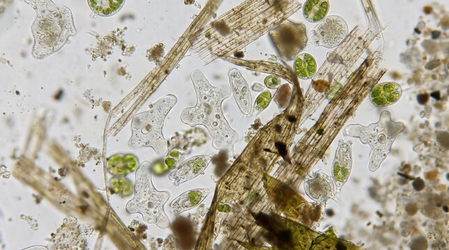 Microscopic View of Pond Water with Amoeba Paramecium and Single Cell Organisms. Concept of protozoa, microorganism.