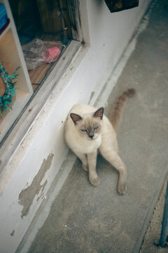 White furry cute cat portrait on an outdoor street