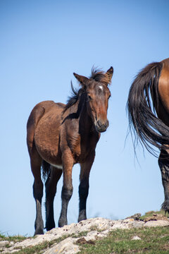 A powerful herd of brown feral horses running across grasslands in warm natural light, celebrating freedom, movement, and untamed beauty.