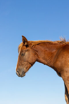 Majestic brown wild horses roaming freely through an open natural landscape, captured in detailed, photorealistic wildlife photography.