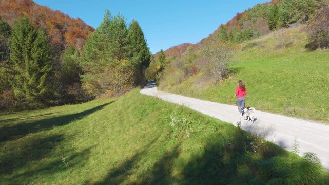 AERIAL: Young woman jogging with two off leash dogs along a winding country road passing by meadow and autumn woodland. Outdoor activities with pets among colorful hills on a sunny day in fall season.