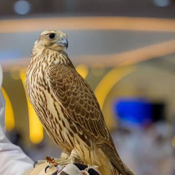 Doha, Qatar: Portrait of a falcon at Katara International Hunting and Falcons Exhibition 2024 (S'hail)