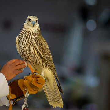 Doha, Qatar: Portrait of a falcon at Katara International Hunting and Falcons Exhibition 2024 (S'hail)