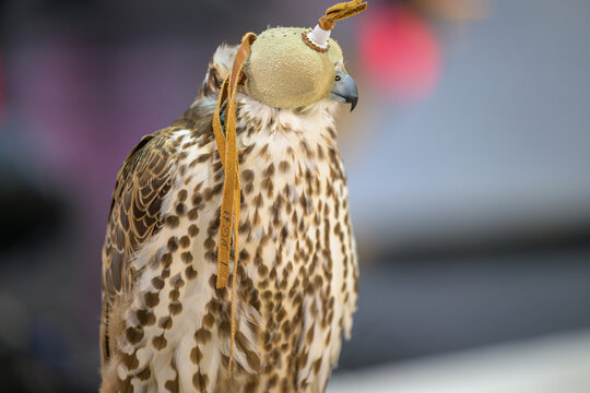 Doha, Qatar: Portrait of a falcon at Katara International Hunting and Falcons Exhibition 2024 (S'hail)