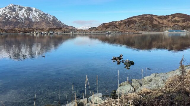 Tranquil shot of an Alaskan bay with clear water reflections of mountains and a small group of geese resting on rocks.