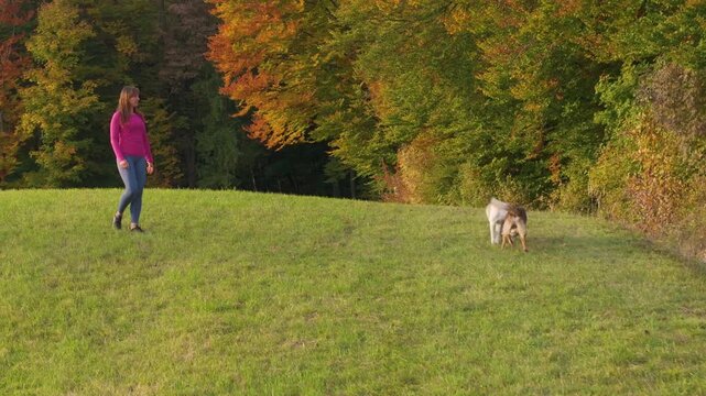 AERIAL: Smiling woman strolls across a sunny meadow as her two off leash dogs wrestle and chase each other nearby. Carefree autumn recreation among rich orange, yellow and green woodland foliage.