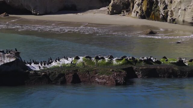 Aerial view of sea birds perching and harbor seals basking on coastal rocks near Franklin Point along the Pacific Ocean shoreline, with sandy beach surf and rugged sea cliffs in California.
