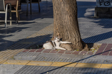 Cat sitting under a tree in a park of Thessaloniki, Greece © Michal Plevko