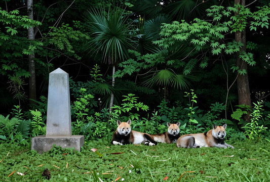 Wildlife conservation and biodiversity, three dholes resting in a lush tropical forest near a stone monument, endangered species in natural habitat