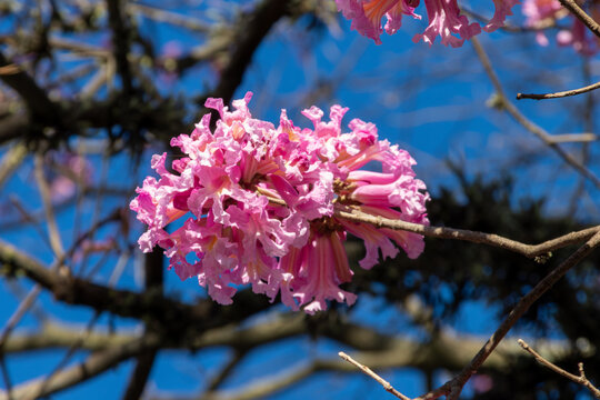 Close-up of pink lapacho (Handroanthus sp.) flower cluster. Focus on botany, blooming, bokeh effect, and Brazilian flora.