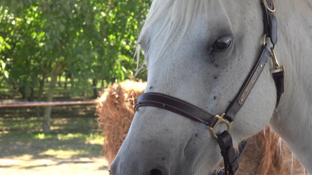 Horse is looking around near a haystack outdoors