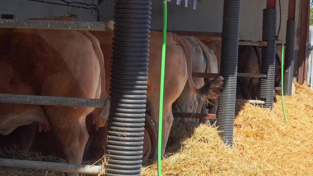 Cows are feeding in a barn on a sunny day