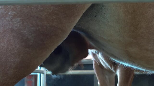 foal eat milk of horse in stable