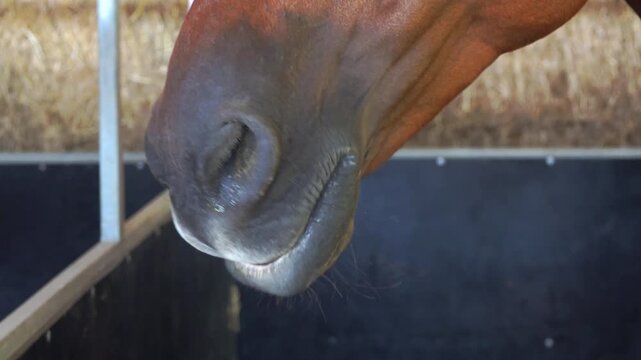 A horses nose is shown in a stable area