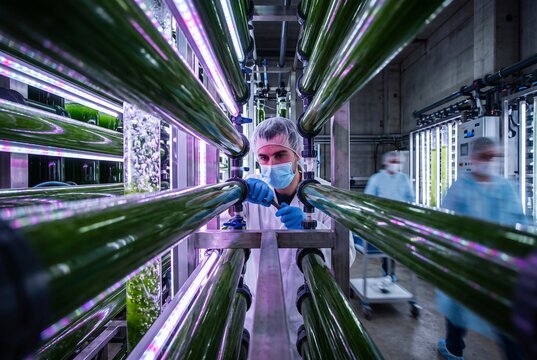 Laboratory technician inspects photosynthetic biomass synthesis for renewable biofuel generation and carbon sequestration in sterile facility, glowing purple ultraviolet grow lamps illuminate nutrient fluid flowing through horizontal glass piping systems, concentrated green chlorella cultures represent cutting edge cellular agriculture and biochemical food alternatives for future nutrition security, a dedicated researcher in protective face mask, disposable hair net and latex gloves calibrates precision fluid valves on industrial stainless steel framework, pressurized aeration creates visible air bubbles within transparent bubbling columns optimizing oxygen exchange and carbon dioxide fixation, motion blurred assistants in cleanroom protective garments conduct parallel sampling operations in an industrial biotechnology manufacturing hall, technical monitoring panels control sterile ambient variables, artificial light wavelengths stimulate metabolic spirulina growth as a living metaphor for symbiotic climate adaptation and green energy transformation within controlled scientific environments, modern bioengineering merges agronomy with heavy machinery automation to mitigate global warming, sustainable decarbonization processes harness unicellular aquatic organisms for protein harvesting, synthetic biology infrastructure establishes closed loop ecological production cycles, AI-generated, AI generated