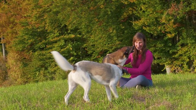 CLOSE UP, PORTRAIT: Smiling woman sits in a sunny meadow as two playful mixed breed dogs gather around her for affection. She gently pets her pets. Happiness and joy beside colourful autumn woodland.