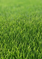 Obraz premium Bright and fresh background of young green lawn grass with a beautiful bokeh blur effect in the background.