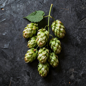 Brewing and craft beer ingredients, fresh green hop cones on a dark textured background for beverage industry and organic agriculture marketing concepts