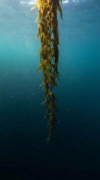 Giant Kelp Floating in Deep Blue Underwater Ocean with Sunbeams