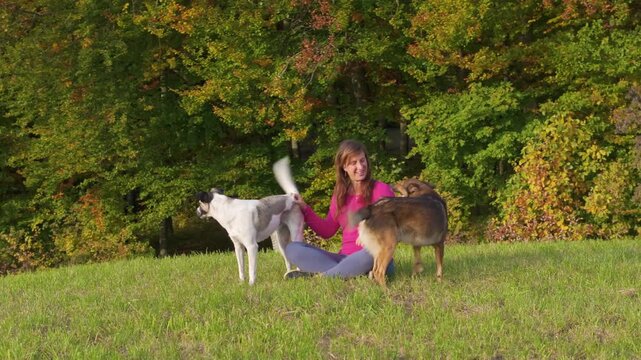 CLOSE UP, PORTRAIT: Smiling woman sits in grassy meadow while two playful dogs gather around her in front of colourful autumn forest. Companionship, affection and relaxed outdoor moment in fall season
