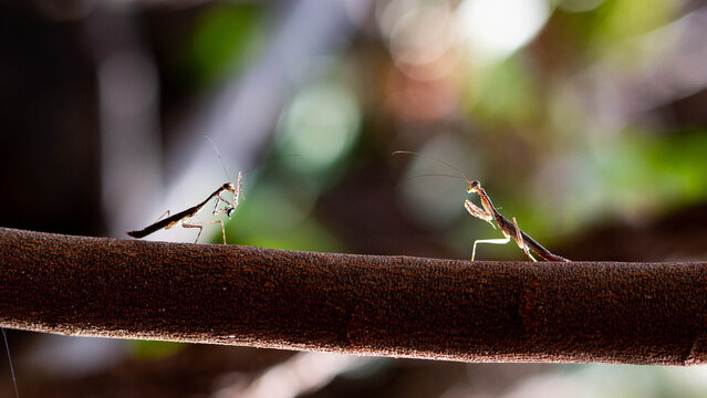 two mantis facing each other outline small green australia insect