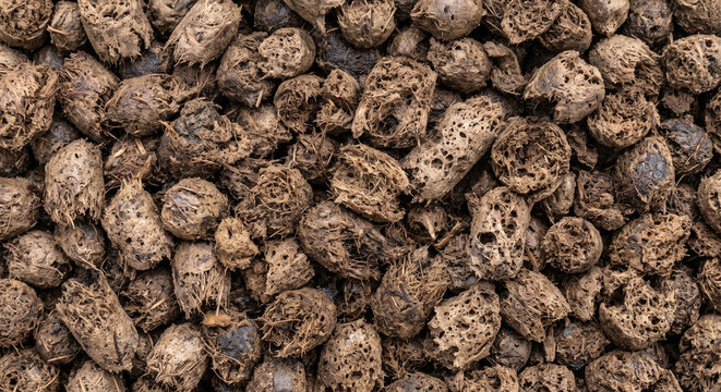 Expanded organic amendment pellets after hydration shown as a full-frame field of swollen porous biomass with opened fibers, softened edges, and collapsed cavities