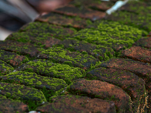 Close-up of vibrant green moss growing on weathered terracotta roof tiles, natural macro texture of aged clay tile with lichen