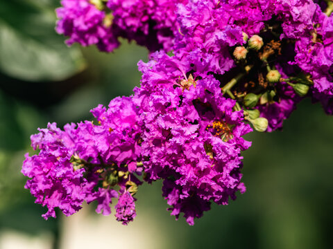 Vibrant magenta crepe myrtle flower clusters blooming on branch with green foliage bokeh background, tropical garden blossom close-up