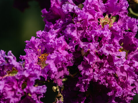 Vibrant magenta crepe myrtle flower clusters blooming on branch with green foliage bokeh background, tropical garden blossom close-up