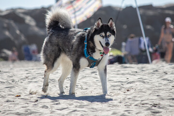 Siberian Husky Dog Wearing Harness Relaxing at a Sunny Crowded Beach © kharzey