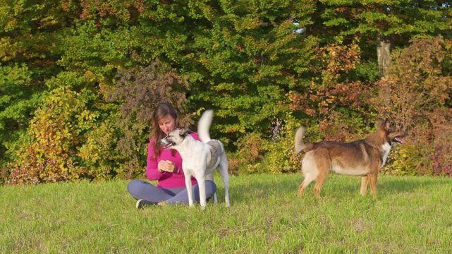 CLOSE UP, PORTRAIT: Cheerful young woman sits in a sunny meadow as two playful mixed breed dogs crowd around her for attention. Colorful autumn woodland surrounds candid moments of outdoor happiness.