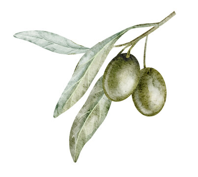 Green Olive cluster watercolor illustration with soft leaves and green Fruits isolated on background. Mediterranean culinary clipart for recipe books, menus, restaurant branding and food packaging.