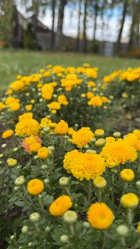 Yellow chrysanthemum flowers bush blooming in autumn garden with selective focus