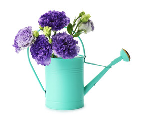 Beautiful eustoma flowers in watering can isolated on white © New Africa
