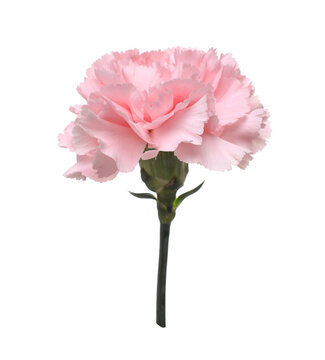 One beautiful pink carnation flower isolated on white