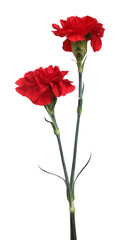 Obraz premium Two red carnation flowers isolated on white