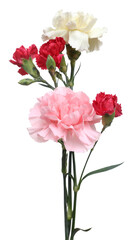 Fototapeta premium Beautiful blooming carnation flowers isolated on white