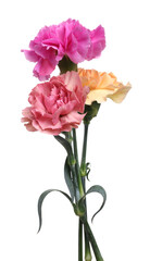 Obraz premium Beautiful blooming carnation flowers isolated on white