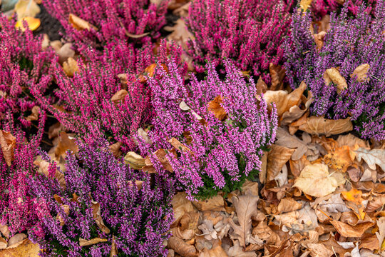 Pink and purple heather blooms among dry autumn leaves, creating vivid seasonal garden texture. Colorful flowering plants and fallen foliage form natural fall background with rich botanical detail