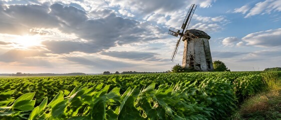 Naklejka premium Dense green soybean plants filling a field in front of a derelict windmill