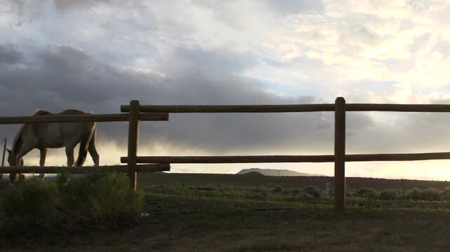 Horse walking by fence at sunset
