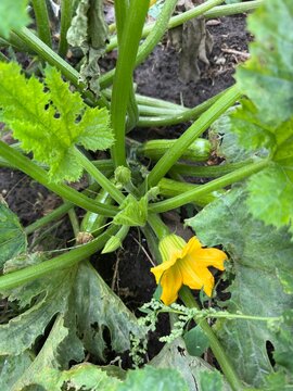 Yellow zucchini flower blooming on green plant in garden bed, blooming marrow squash with young fruits, organic farming concept