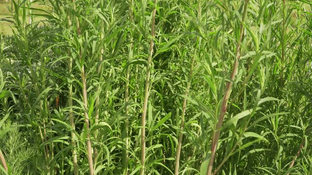 Vertical tilt movement reveals slender tarragon stems and lanceolate foliage ascending toward the bright sky. Soft natural daylight highlights the aromatic herb garden in full summer growth.
