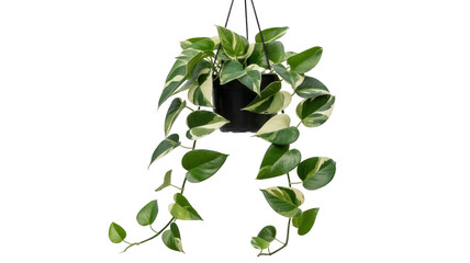 Obraz premium Green pothos plant png hanging planter png indoor climbing plant png leafy houseplant png home decor png transparent background image