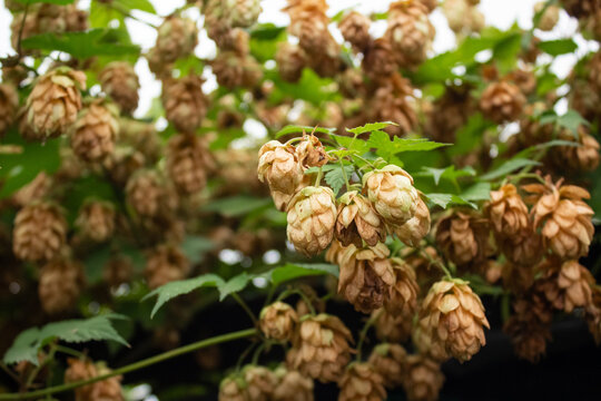 Dry hop cones growing on vine branch in autumn garden close up. Ripe organic humulus lupulus for craft beer brewing and herbal medicine harvest at local farm.